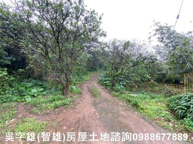 淡水農地-1