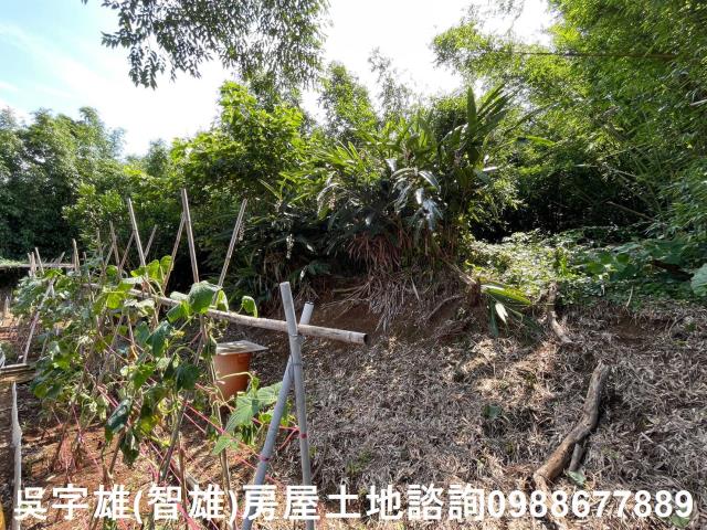 士林農地-10